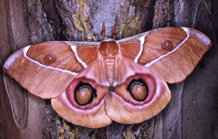 1. 25Antherina femmina