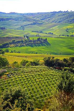 10Vigneto Panorama