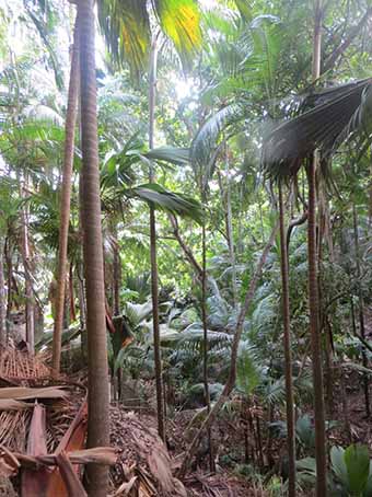 12jungla