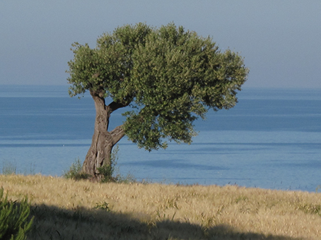 16Olivo e mare