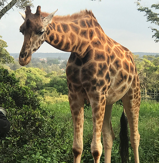 18Kenyagiraffa