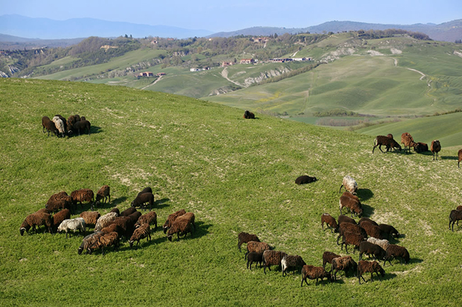 23Cretesiena