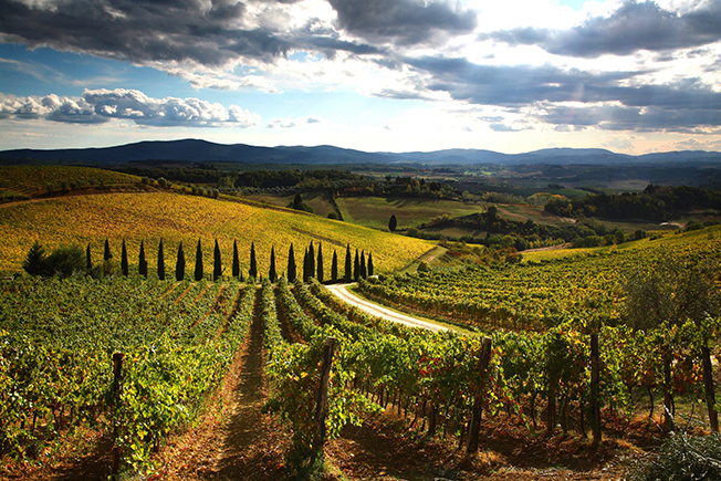 23castellina chianti caccia tartufo