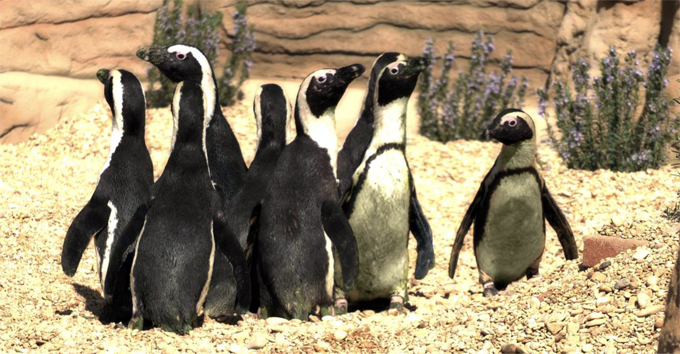 24Pinguini