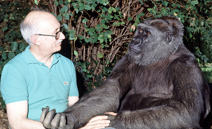 25CONSgorillaEnrico