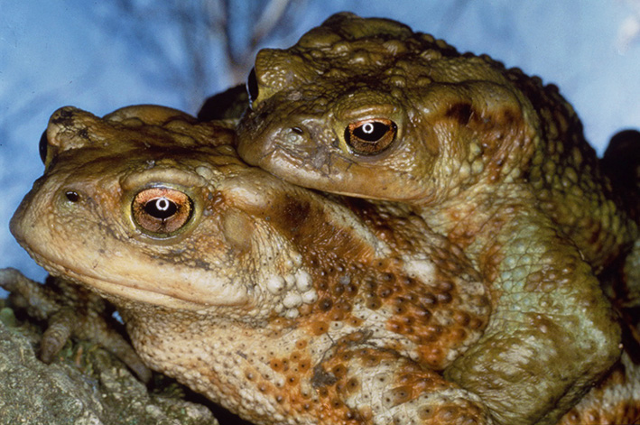 25Una coppia di rospi ha raggiunto lo stagno