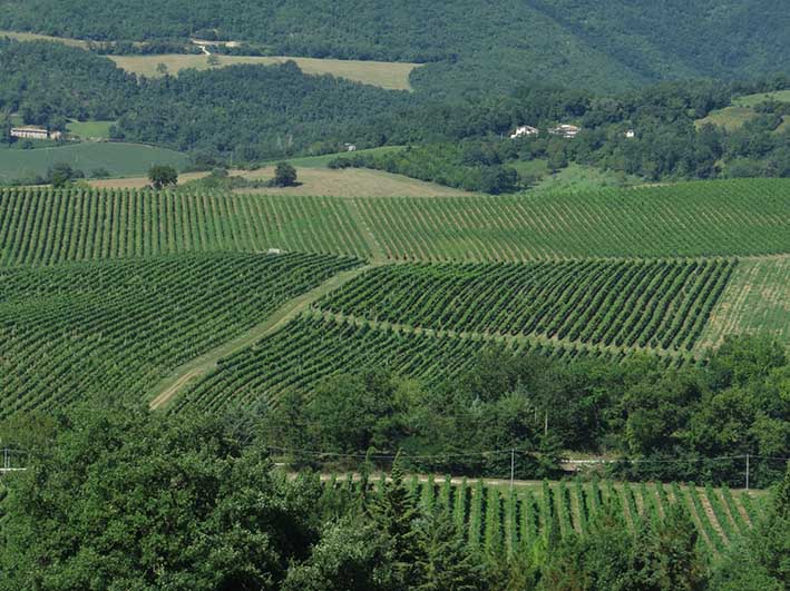 25Vigneti geometrici