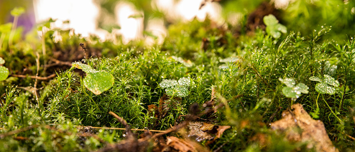 25austriaMilanomostraverde