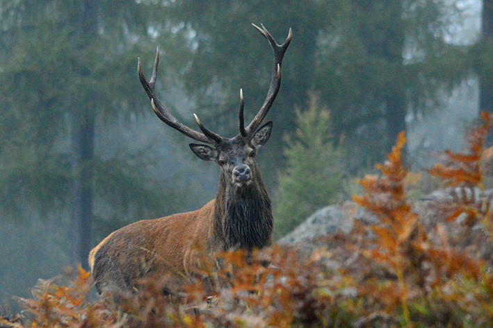 25cervowwf