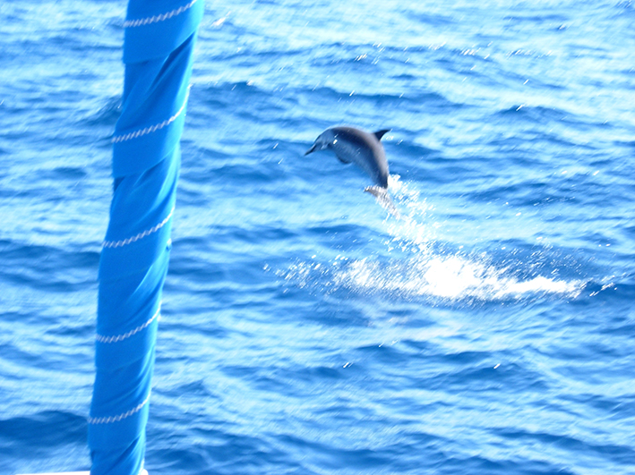 25delfinocaraibi