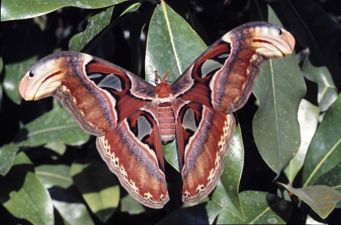4FalenaCobra24