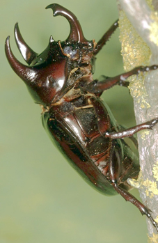5Scarabeotricorne8