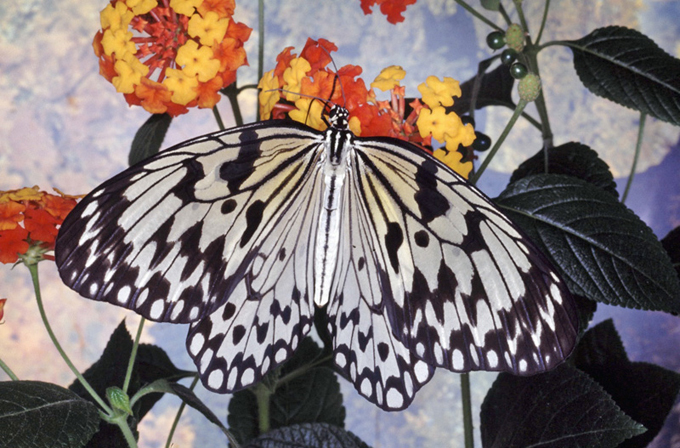 8consFarfallaCartariso Idea leuconoe