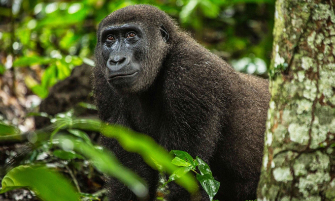 AfricandoCongogorilla24