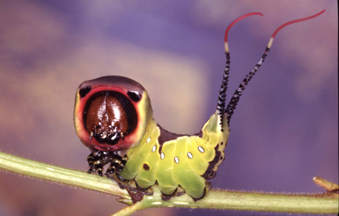 Arpiavinata24