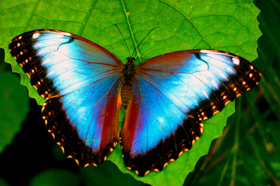 Blubutterfly14