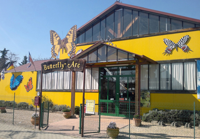 Butterfluarcingresso14