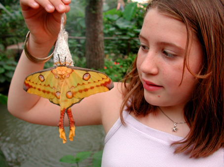 ButterflyLaraMoretto16VITA