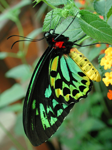 Butterflyornithopera8