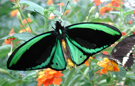Butterflyornithoriphera16CONS
