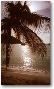 PalmaAle