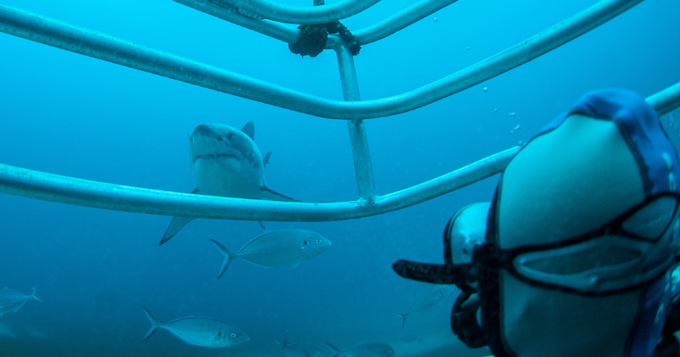 cagedivingsharks