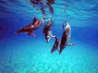 delfini